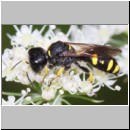 Ectemnius continuus - Grabwespe 14 12mm - OS-Hellern-Wiese.jpg